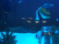 2005/10/4 PM10:27 ̖ApCiK}ADishɂĈlłグ