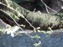 来ちゃいましたねぇ