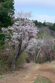 山の桜来たー