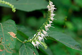 ����̓N�Z�ɂȂ邩��