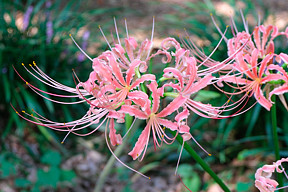 �Ȃ��Ȃ��ł�