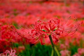 �}�N�������Y�͂����˂�