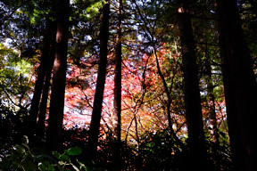 ���ꂪ����������